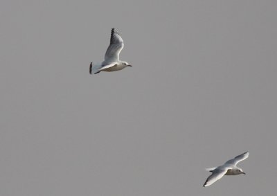 Balck-headed Gulls