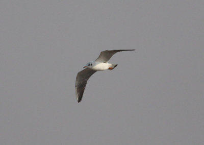 Black-headed Gull