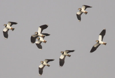 Northern Lapwings