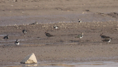 Northern Lapwings
