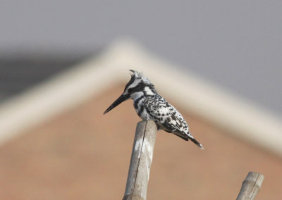 Pied Kingfisher