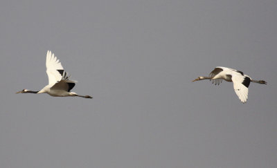 Red-crowned Cranes
