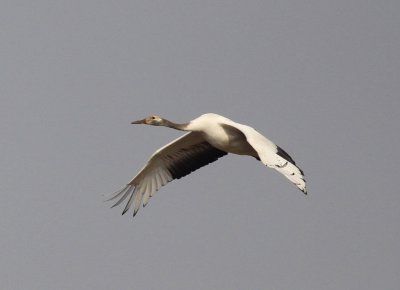Red-crowned Crane