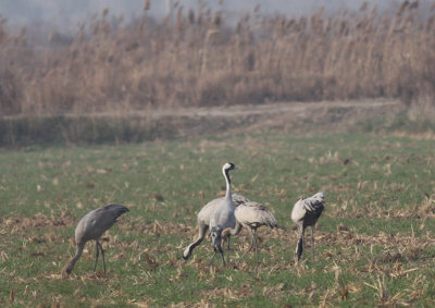 Common Cranes