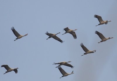 Common Cranes