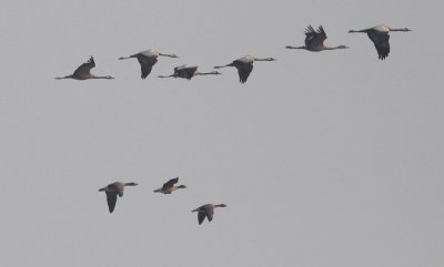 Common Cranes and Tundra Bean Geese