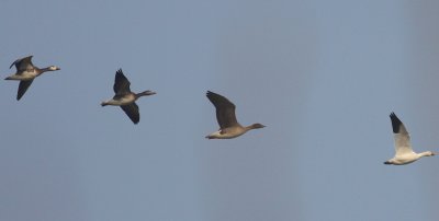 Snow Goose and company