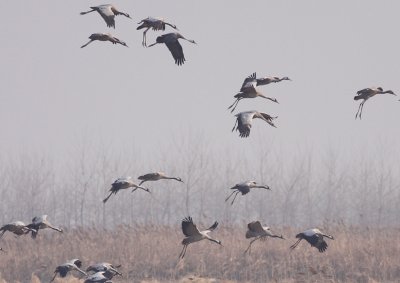 Hooded and Common Cranes