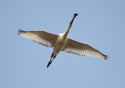 Eurasian Spoonbill