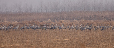 Common and Hooded Cranes