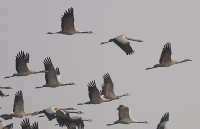 Common Cranes