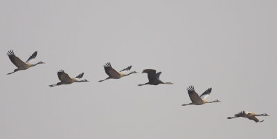 Hooded and Common Cranes