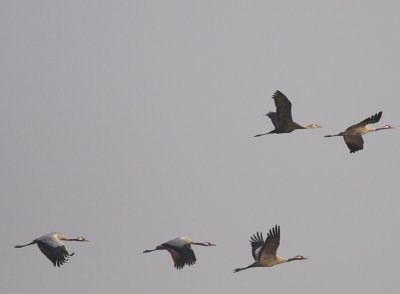 Hooded and Common Cranes