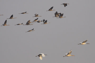 Red-crowned and Common Cranes