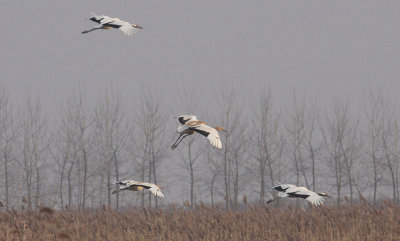 Red-crowned Cranes