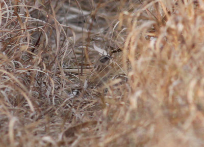 Ochre-rumped (Japanese Reed) Bunting