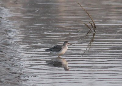Spotted Redshank