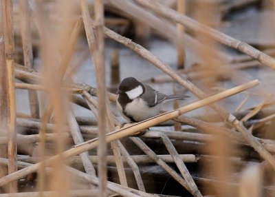 Great Tit
