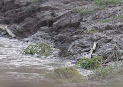 Buff-bellied Pipit