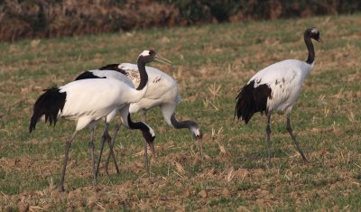 Red-crowned Cranes