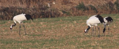 Red-crowned Cranes