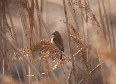 Chinese Penduline-Tit