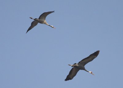 Common and White-naped Crane