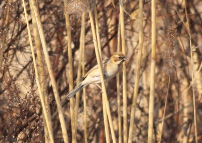 Pallas's Bunting