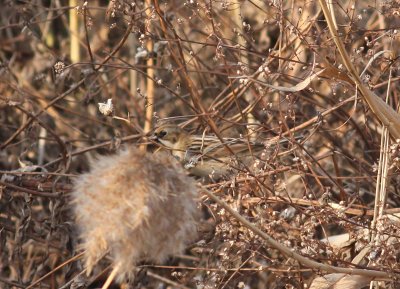 Pallas's Bunting