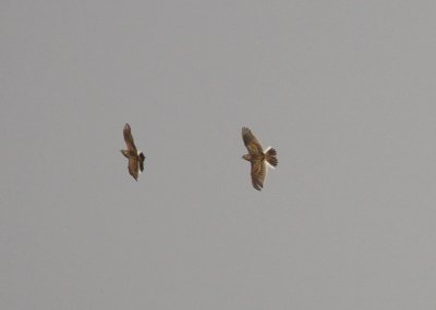 Eurasian Skylark
