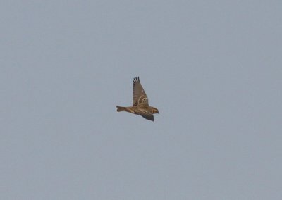 Lapland Longspur