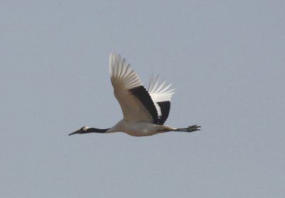 Red-crowned Crane