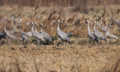 Common Cranes