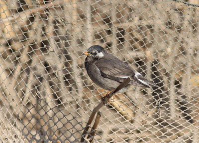 White-cheeked Starling