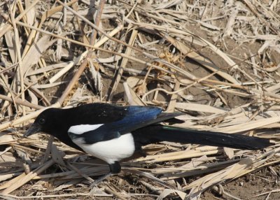 Eurasian Magpie