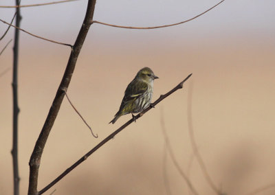 Eurasian Siskin