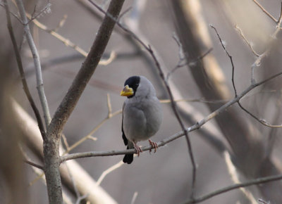 Japanese Grosbeak