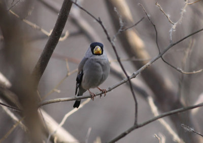 Japanese Grosbeak