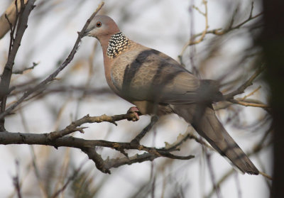 Spotted Dove