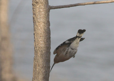 Eurasian Hoopoe