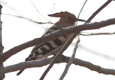 Eurasian Hoopoe