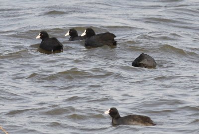 Eurasian Coots