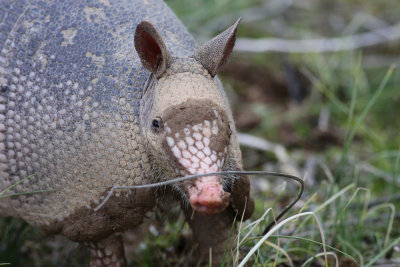 Nine-banded Armadillo