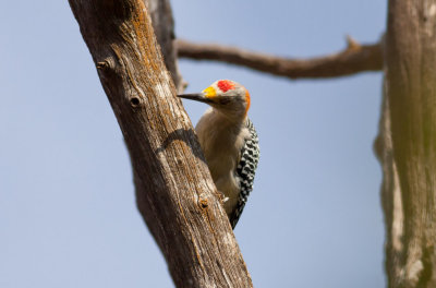 Golden-fonted Woodpecker