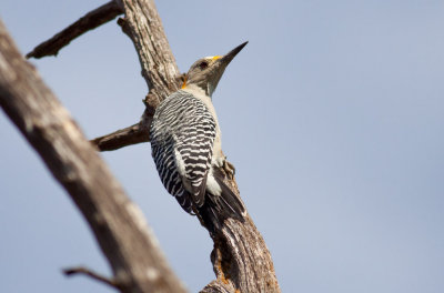 Golden-fronted Woodpecker