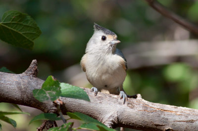 Black-crested Titmouse