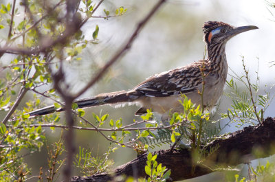 Greater Roadrunner