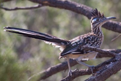 Palo Duro Canyon SP; Amarillo, TX