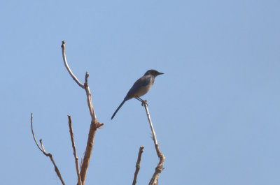 Western Scrub-Jay