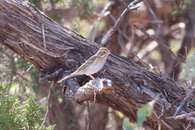 Clay-colored Sparrow